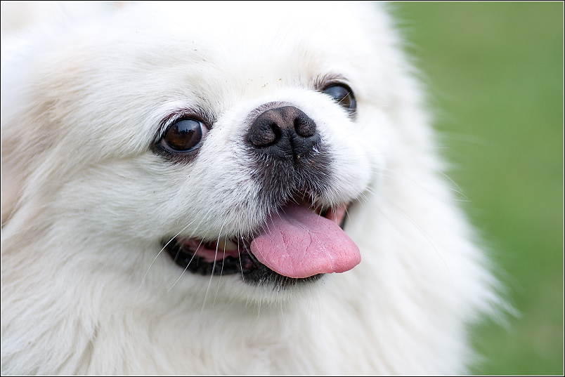 「上海宠物训练」狗狗不喜欢主人的表现有哪些？